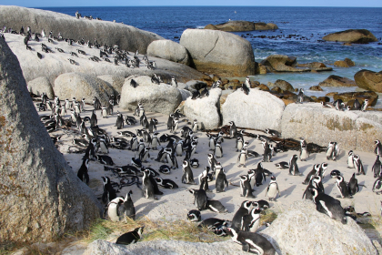 Cape Town