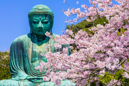 Great Buddha in Kamakura Japan between the famous cherry blossoms.