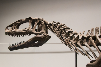 Katsuyama-museo De Los Dinosaurios