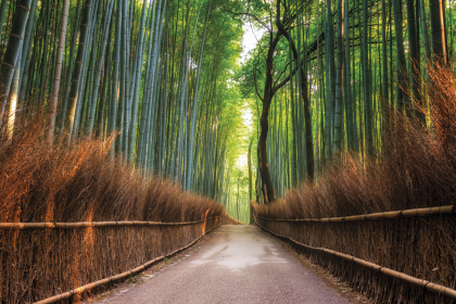 Kioto: Bamboo mystical forest of Arashiyama