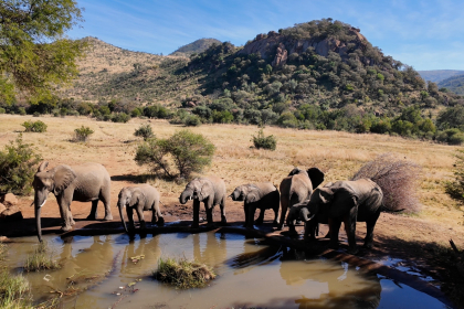 Pilanesberg