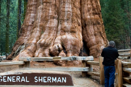 Sequoia National Park: A forest guarded by giants of nature.