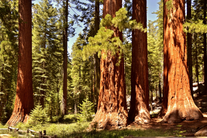 Grand Sequoia national park