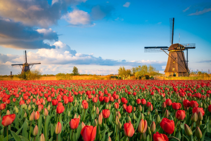 The Hague